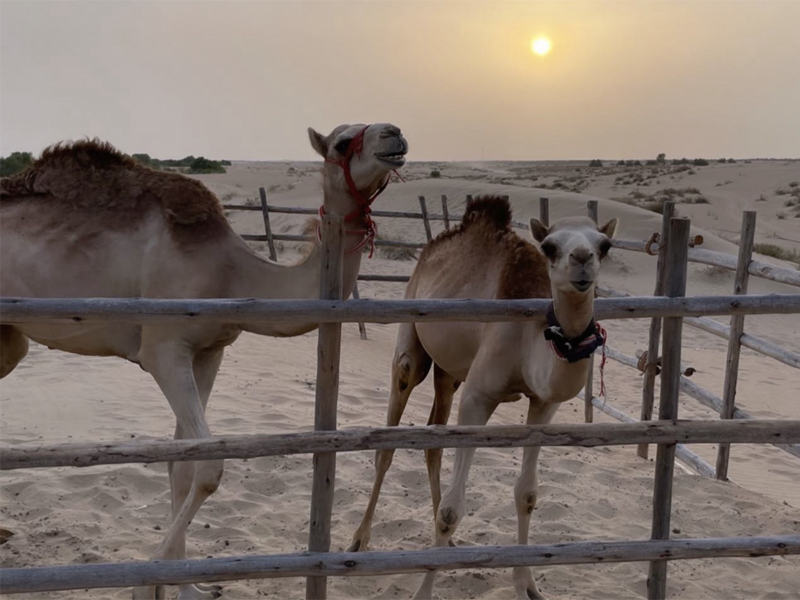 Kamele Dubai Wueste