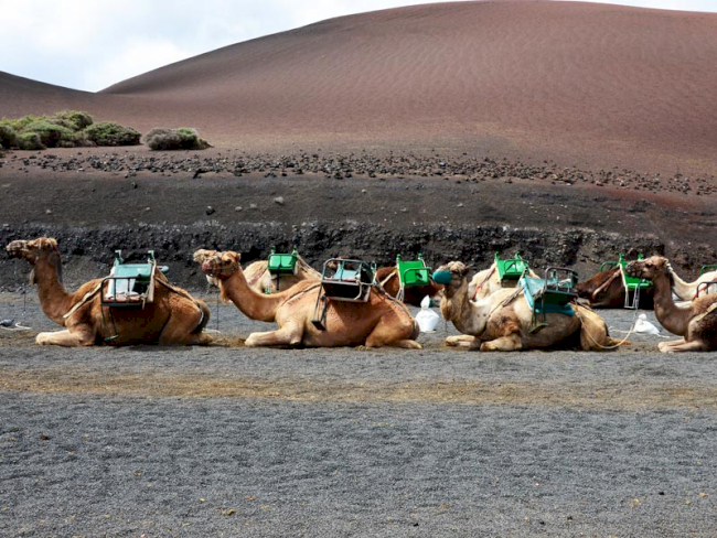 Sitzende Kamele im Timanfaya Nationalpark