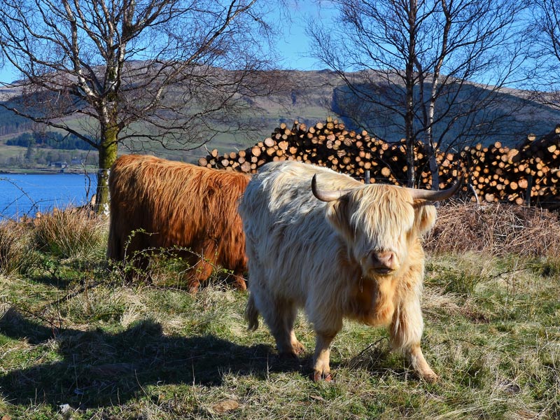 schottische Rinder