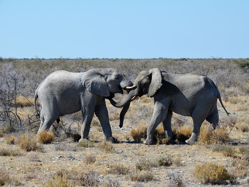 Elefanten beim Kuscheln