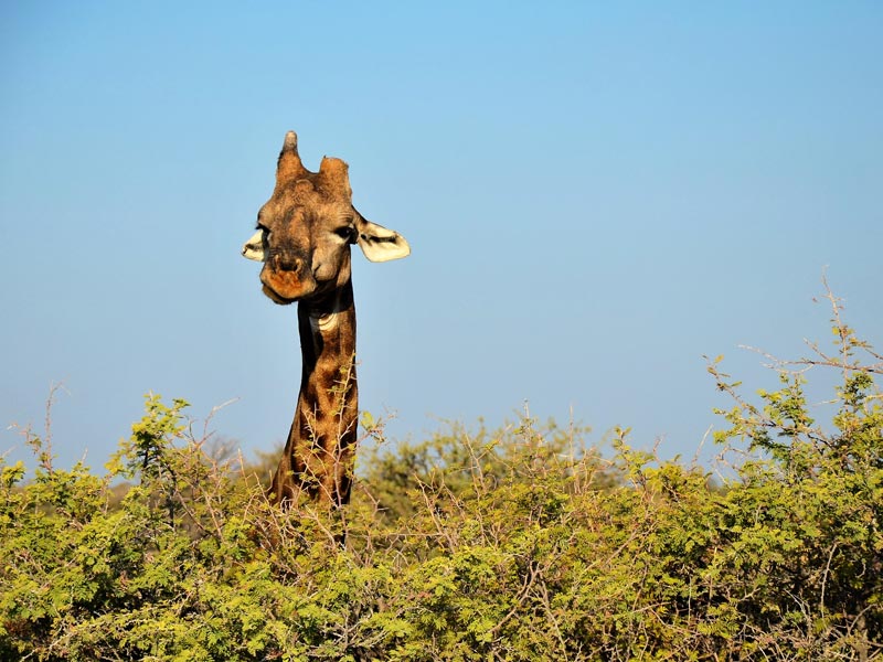 Giraffe Etosha Nationalpark