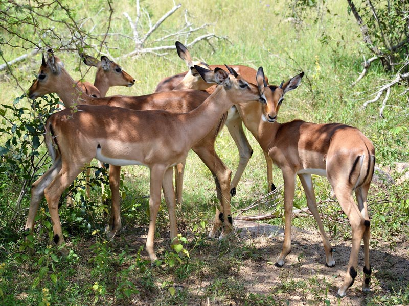 Antilopen Kruger Park