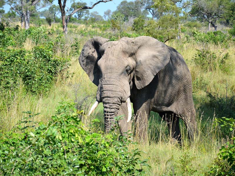 Studienreisen Südafrika Elefant im Krüger Nationalpark