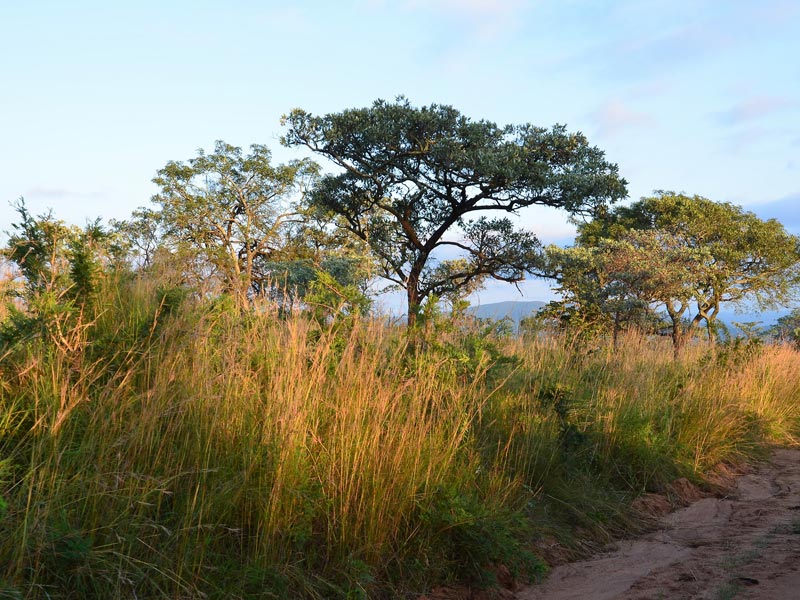 Kruger Nationalpark