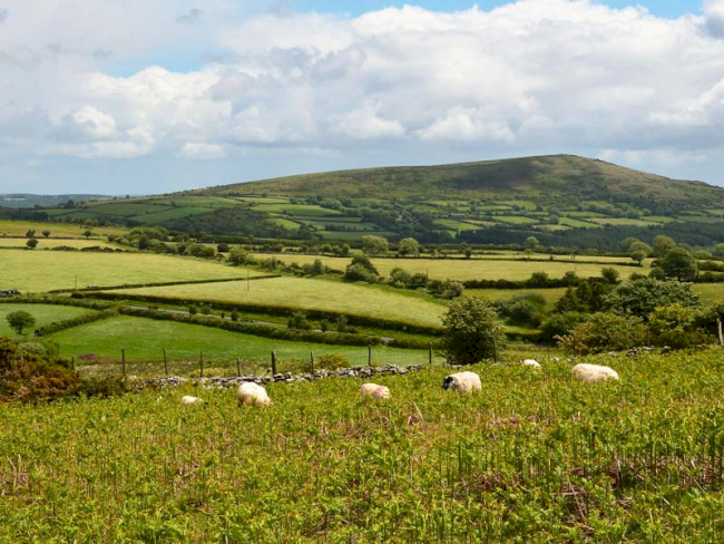 Cornwall Landschaft mit Schafen auf Wiese
