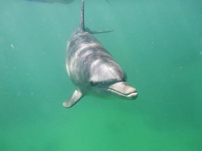 Delfin an der Soma Bay